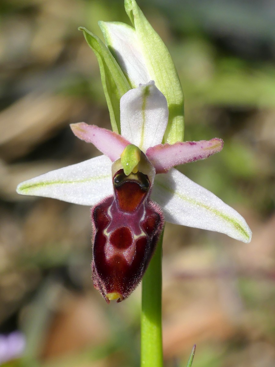 Ophrys exaltata subsp. montis-leonis e forme di variabilit nel Lazio, marzo e aprile 2018